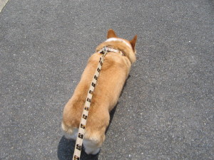あっつい・・・